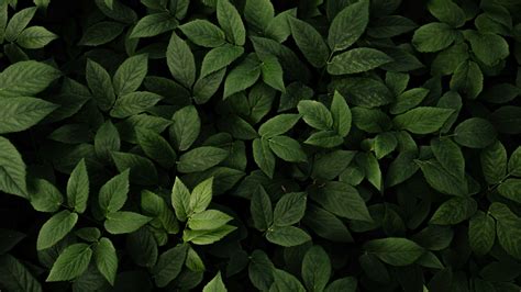 Top 54+ imagen green leaves background - Thpthoanghoatham.edu.vn