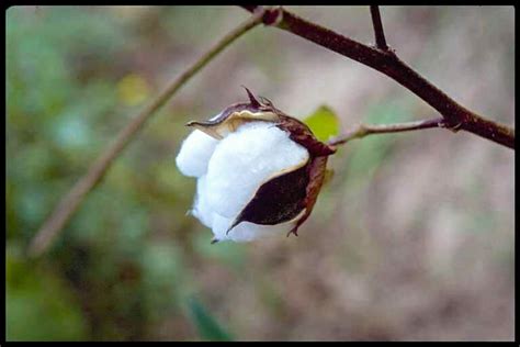 Cotton - Encyclopedia of Alabama