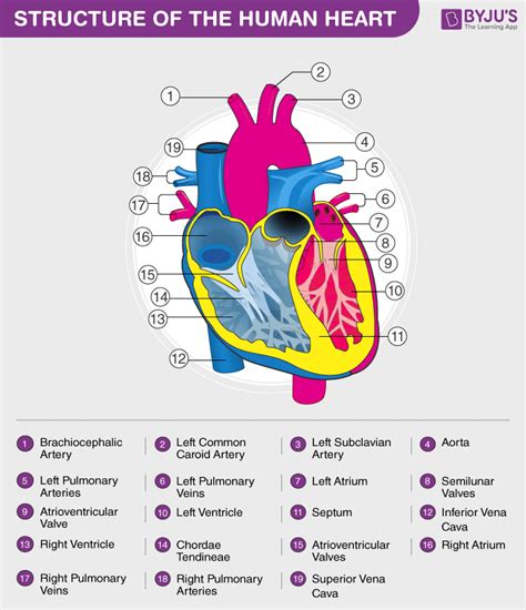 Menschliches Herz – Anatomie, Funktionen und Fakten über das Herz (2023)