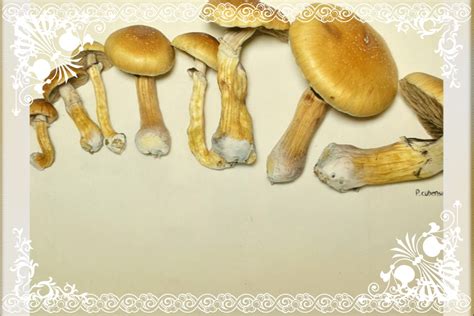 Magic Mushroom Spores UK – LA PACE