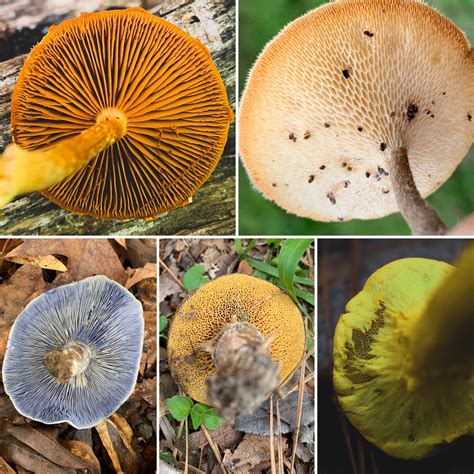 Photography Tips for Mushroom Identification — Central Texas Mycological Society