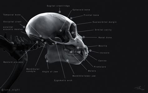 Weeping Capuchin Monkey skull study - ZBrushCentral