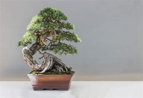 ý nghĩa cây bonsai, 8 loại cây cảnh và hoa trang trí nhà ở