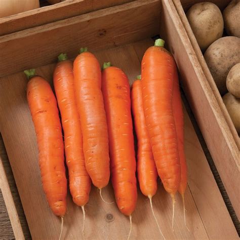 Bolero - Pelleted (F1) Carrot Seed | Johnny's Selected Seeds in 2020 | Carrots, Carrot seeds ...