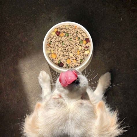 Kabo Dog Food Review: My Experience After 1 Year of Feeding This Fresh Delivery Service - 33rd ...