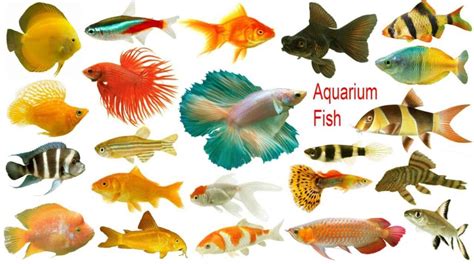 8 Creative & Catchy Names for Your Aquarium Fish: Make Your Tank Shine ...