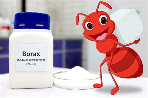 Homemade Borax Ant Killer | How to Kill Ants with Borax
