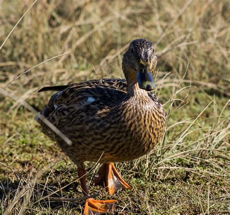 Waddling duck by Madoldie | ePHOTOzine