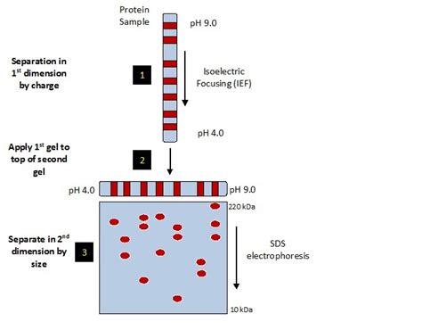 Science Scoop with Neha: 2D Gel Electrophoresis,Class12 Ch 2