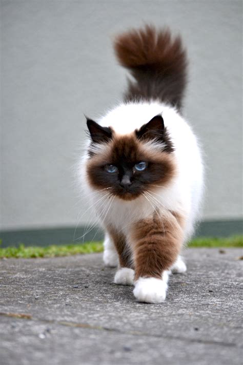 Birman Cat Info, History, Personality, Kittens, Diet, Picture