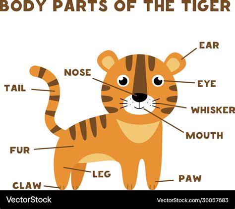 Body parts tiger animals anatomy Royalty Free Vector Image