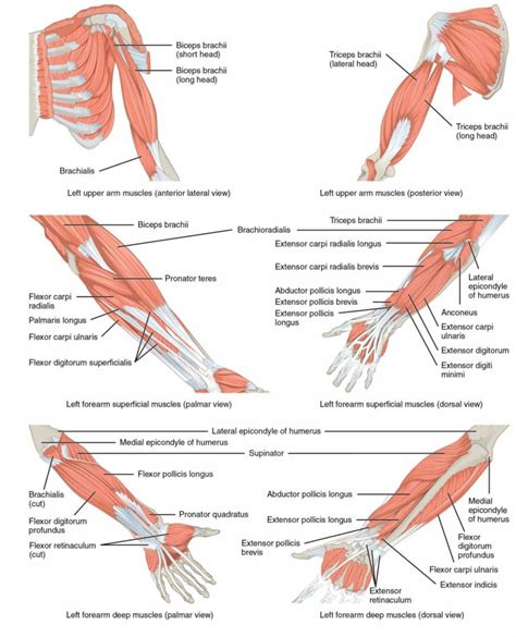 or pectoral is set of bones which connects arm to consists five muscles ...