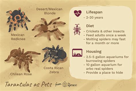 How to Care for a Pet Tarantula