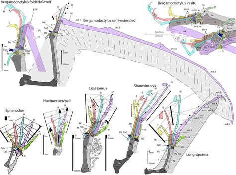 Pterosaur wing - origin and evolution