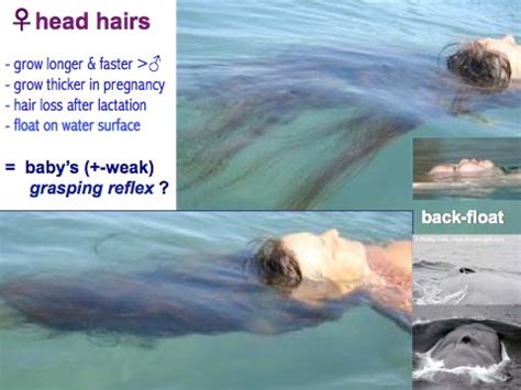 Hair and human baldness in the aquatic ape theory