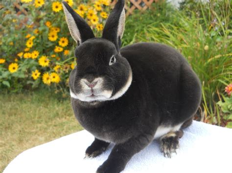 Mini Rex Rabbit this is the kind of bunny I am getting They are so soft! (he's like howard from ...