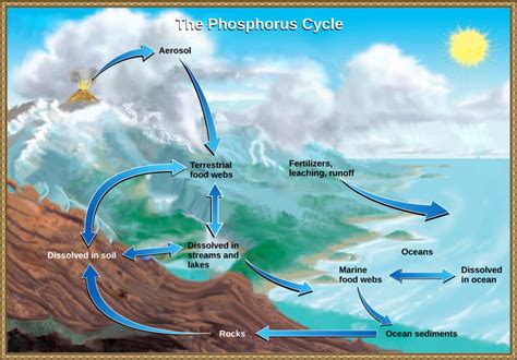 The Phosphorus Cycle | Biology for Non-Majors II