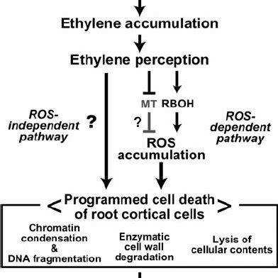 (PDF) Aerenchyma Formation in Plants