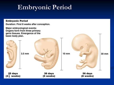 Prenatal Timeline | Timetoast timelines