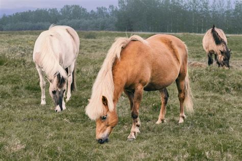 Meet the New Forest Pony: A Living Legend - Horse Speedy