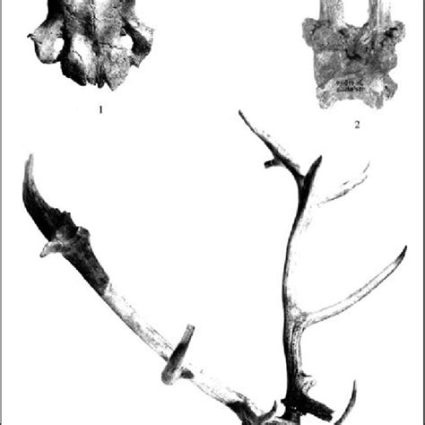 Deer frontlets, Star Carr, Mesolithic (Clark 1954). | Download Scientific Diagram