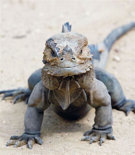 Rhinoceros Iguana Care Info - Reptiles Magazine