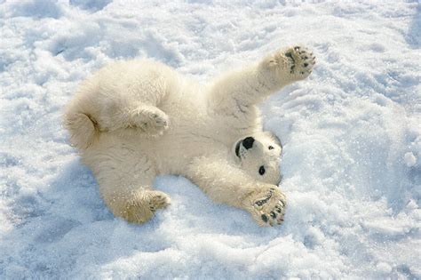 Baby Polar Bear Playing Int The Snow | Bored Panda