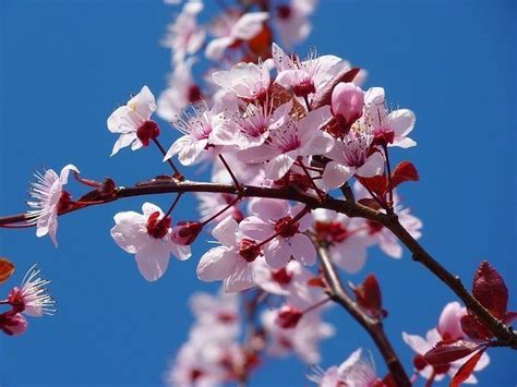 The Blossoming of the Almond Tree - Ex 25:33-34, 37:17-23 - Graced Follower