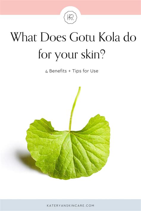 Benefits of Gotu Kola for Your Skin – Kate Ryan Skincare