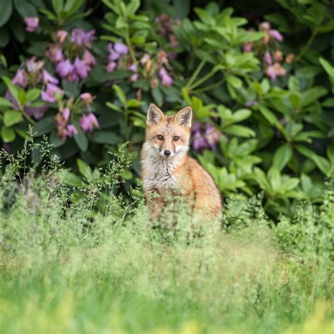 How To Stop Fox Poo In Garden | Fasci Garden