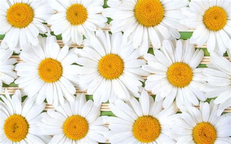 Daisy Wallpaper High Quality Free Download