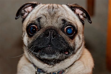 Pug Dog | Name: Piglet. Generally, I do not like small dogs.… | Alex Brown | Flickr