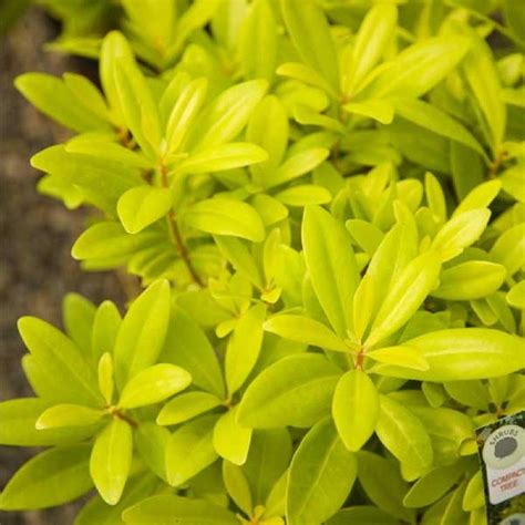 Southern Living Plant Collection 2 Gal. Florida Sunshine Anise (Illicium) Shrub Plant with Shade ...