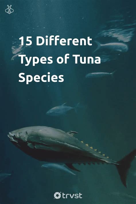 15 Different Types of Tuna Species