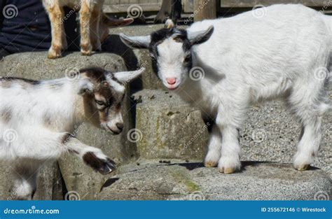 View of Cute Goat Kids Playing on the Farm on a Sunny Day Stock Photo - Image of farm, playing ...