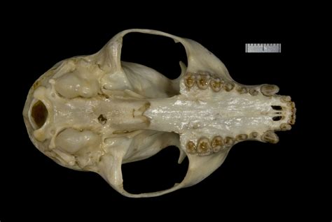 ADW: Procyonidae: SPECIMENS