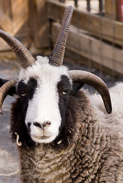 Jacob Sheep Stock Photos, Pictures & Royalty-Free Images - iStock