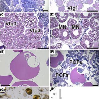 Primary oocyte development stages and their reproductive phases in... | Download Scientific Diagram