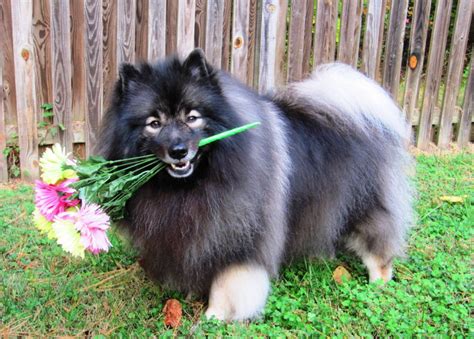 7 Reasons Why The Keeshond Totally Owns The Nickname The Smiling Dutchman – American Kennel Club