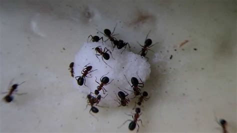 Ants eating a piece of sugar - YouTube