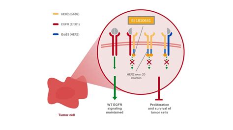 HER2 Inhibitor | Investigational Compounds | InOncology