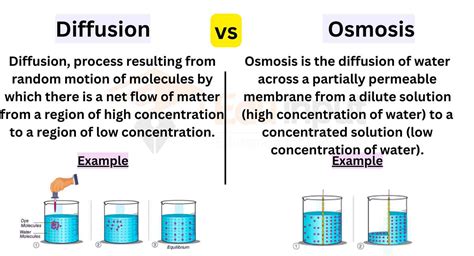 Osmosis Examples