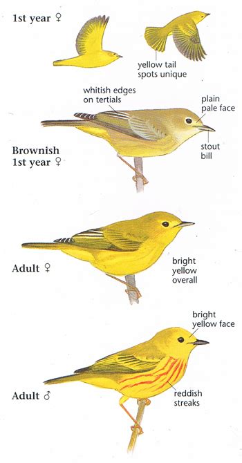 Yellow Warbler