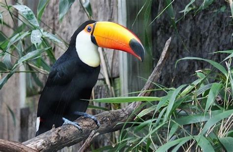 BIOCENTRO GUEMBÉ: UN PARAÍSO EN MEDIO DE SANTA CRUZ DE LA SIERRA ...