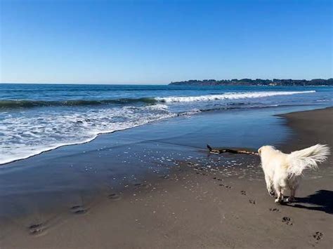 Dog Friendly Stinson Beach Guide & Top Things to Do - TTWT