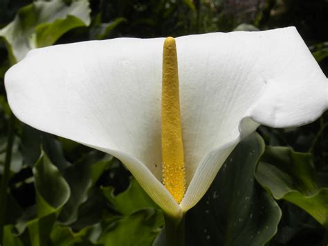 File:White and yellow flower.JPG - Wikimedia Commons