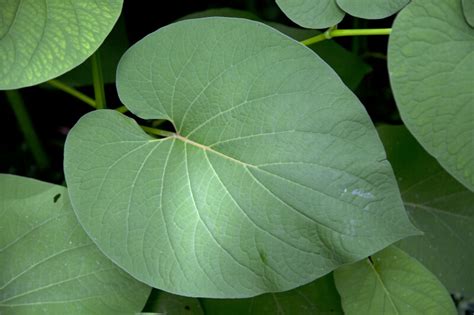 Heart-Shaped, Velvety Root Beer Plant Leaf | ClipPix ETC: Educational Photos for Students and ...