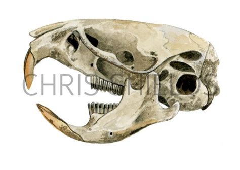 Vole Skull (Microtus arvalis) M002 Illustration | Mammal Illustrations ...