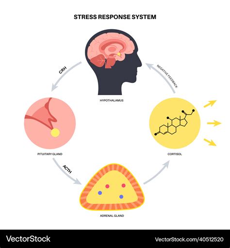 Stress response system Royalty Free Vector Image