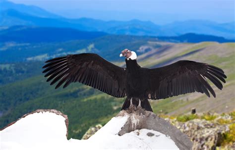 8 Unusual and Fun Facts About The Andean Condor | Chimu Adventures